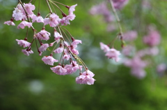 緑を背景に