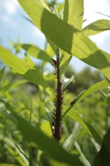 背高泡立草のアブラムシ