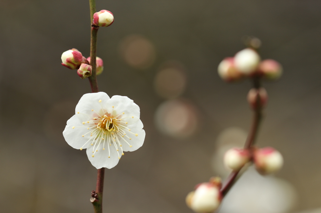 花と蕾