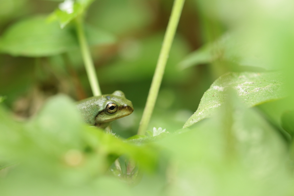 茂みのアマガエル