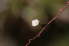 ユキヤナギ