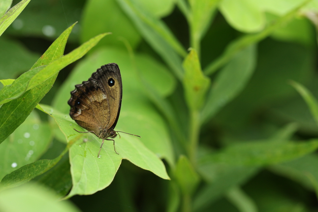 草むらのジャノメチョウ