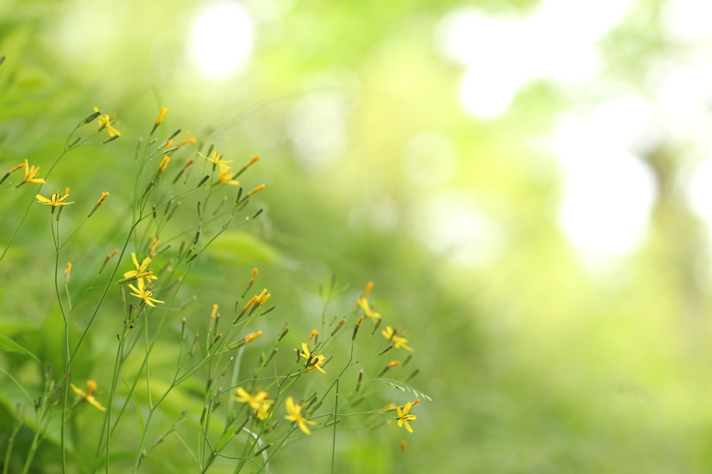ニガナの花畑