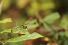 マユタテアカネ　♀