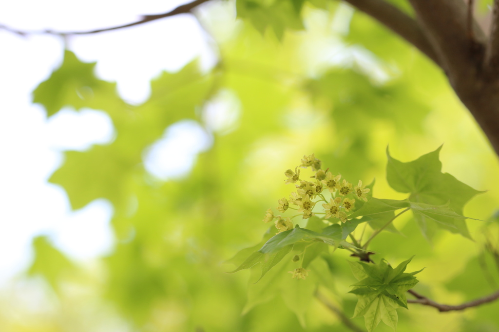 イタヤカエデの花