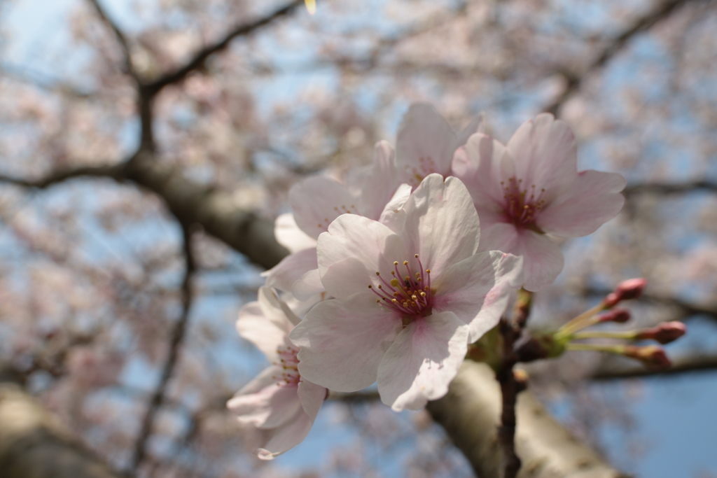 小川沿いの桜