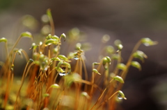 苔と雫