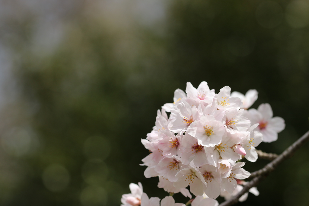 木陰の桜