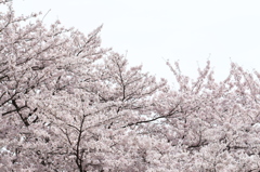 曇空の桜