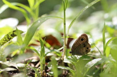 草むらのヒメウラナミジャノメ