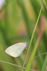 草むらのモンシロチョウ