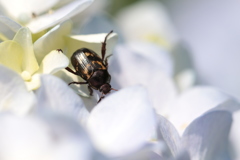 紫陽花のセマダラコガネ