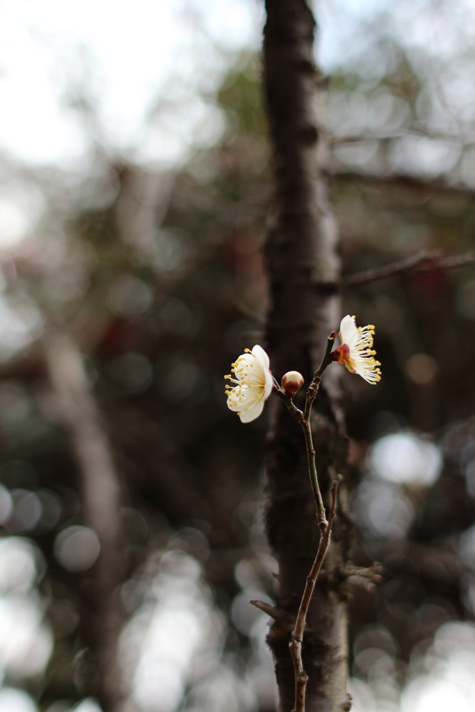 開花の白梅