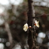 開花の白梅