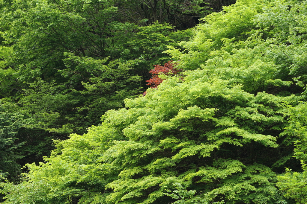 新緑の紅葉