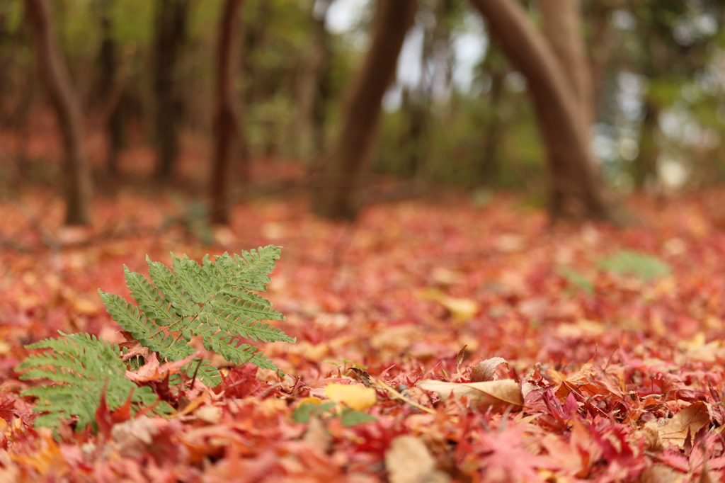 イロハモミジの根元