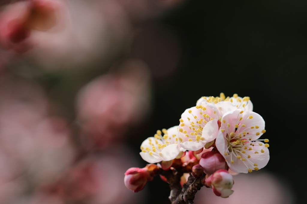 梅の花