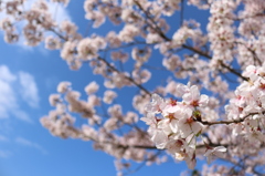 青空を背景に