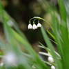 大待雪草の開花