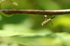 茂みのカマキリ