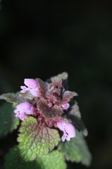 春待ちの花