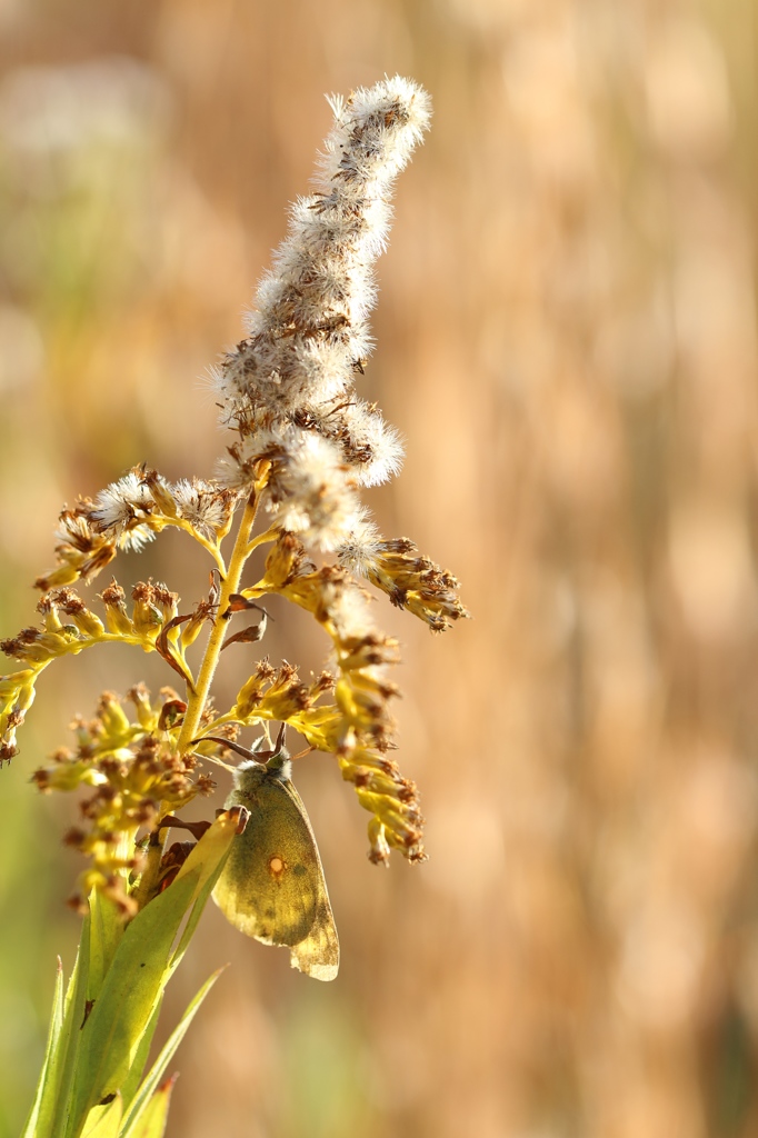 背高泡立草のモンキチョウ