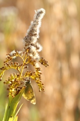 背高泡立草のモンキチョウ