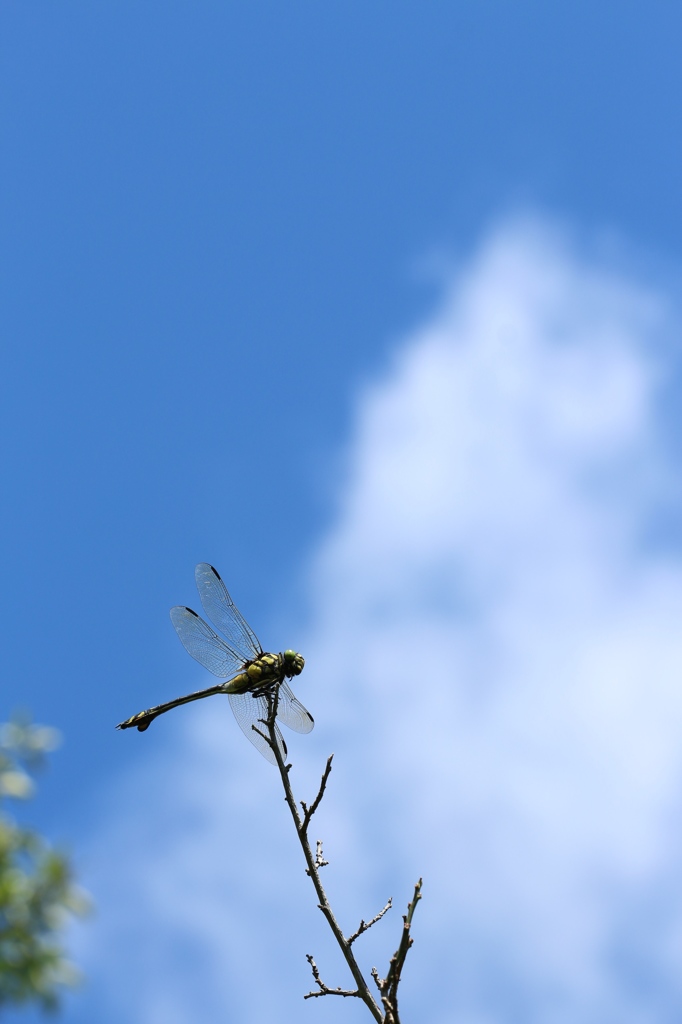 ウチワヤンマ　♀