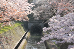 琵琶湖疎水の桜吹雪