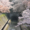 琵琶湖疎水の桜吹雪