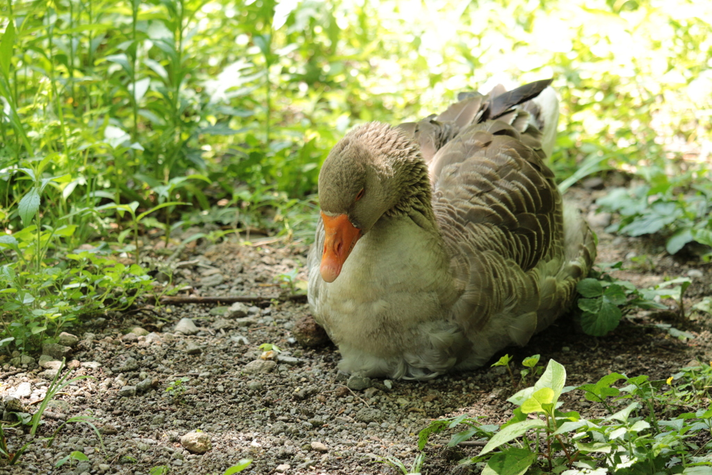 木陰のガチョウ