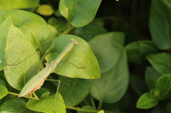 植え込みのカマキリ