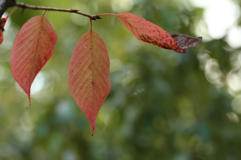 緑に紅葉三枚