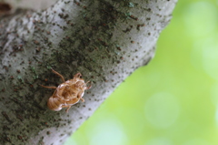 アブラゼミの抜け殻