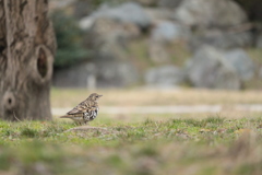 広場のトラツグミ