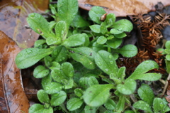 春を待つ草