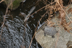 小川のクサガメ