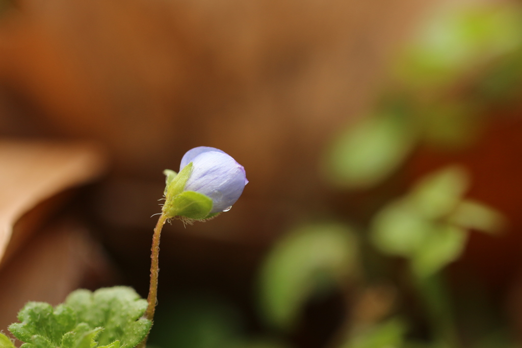 青花の後ろ姿