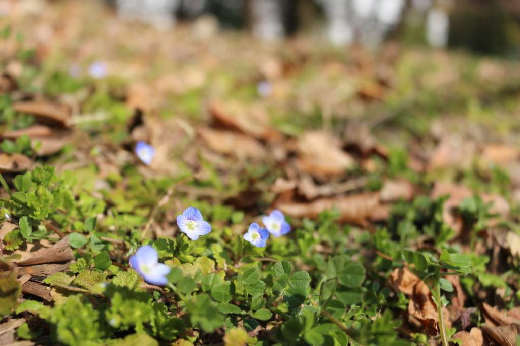 青花の咲く光景