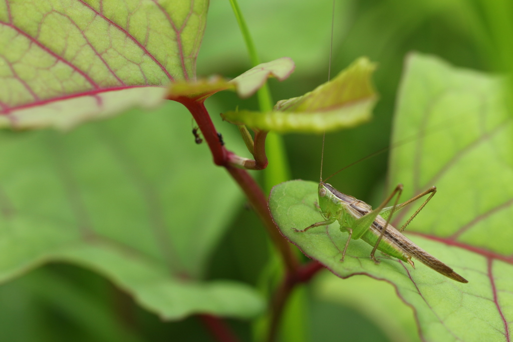 葉上のホシササキリ