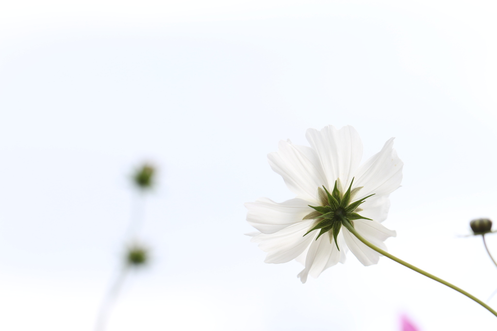 植物園の花々　13