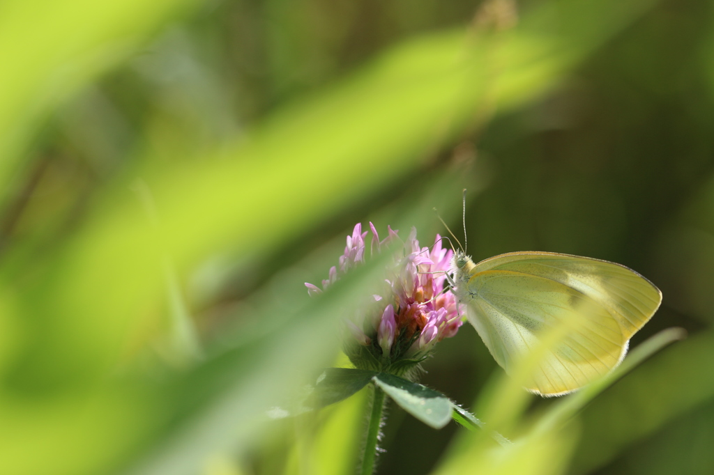 草むらのモンシロチョウ