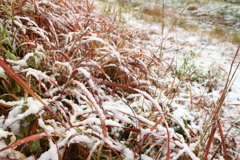 雪景色の草むら