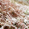 雪景色の草むら