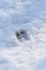 雪上の足跡