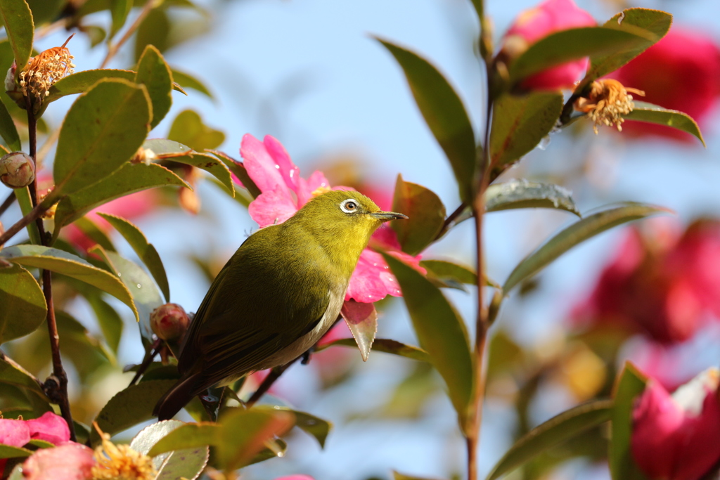 山茶花のメジロ