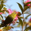 山茶花のメジロ