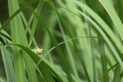 黄菖蒲のシュレーゲルアオガエル