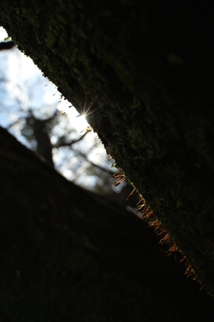 樹皮の苔