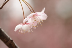 桜を背景に